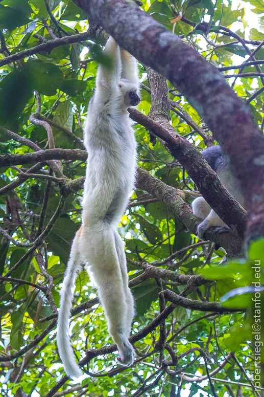 silky sifaka